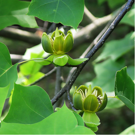 Тюльпанове дерево Ліріодендрон китайський