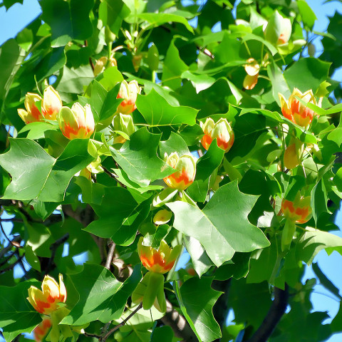 Тюльпановое дерево Purgatori