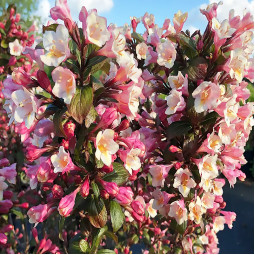 Вейгела Vintage Love