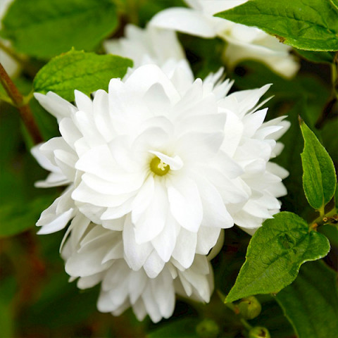 Чубушник (Жасмин) Bouquet Blanc