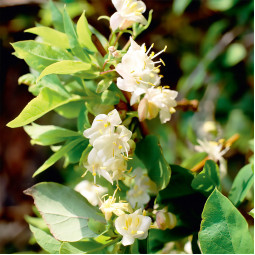 Жимолость Fragrantissima