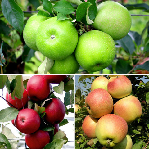 Комплект саженцев яблони Яблочное Изобилие