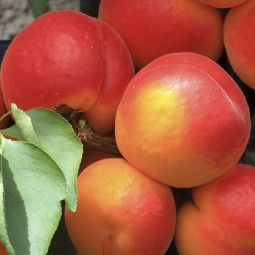 Абрикос Ерлі Ред Оранж