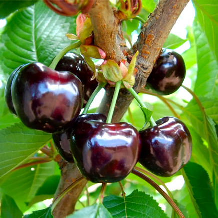 Черешня Сатин