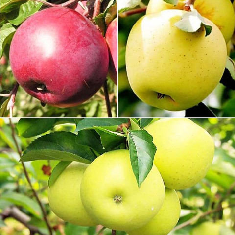 Яблуня сад Гренні Сміт-Ера-Голден