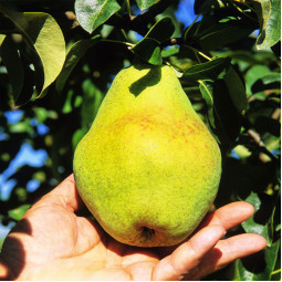 Груша Чудесница