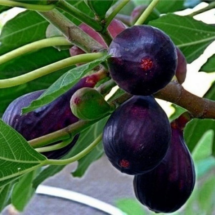 Інжир Breva (Брева) контейнер 2.0 л