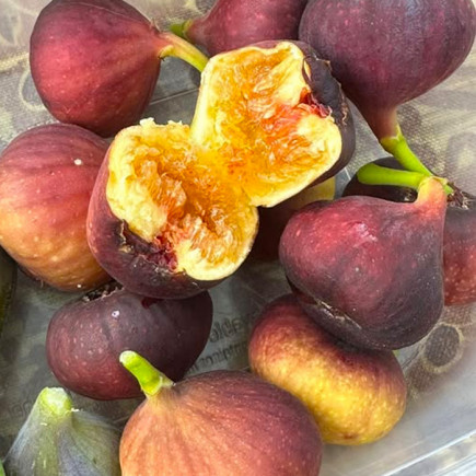 Інжир Одеський абориген контейнер 0.5 л