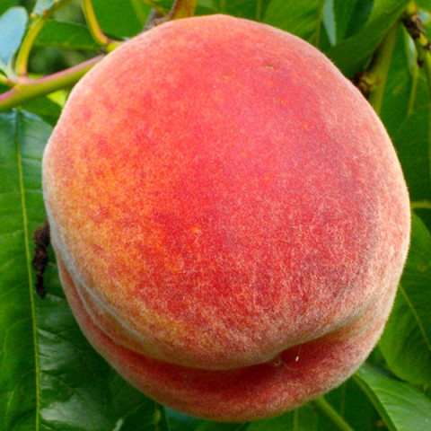 Саженцы персика обычного - купить с доставкой по Украине, цена в магазине —Яскрава Клумба