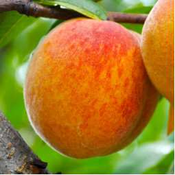 Персик Виргил Т-4