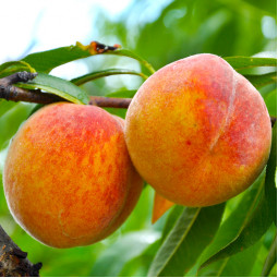 Персик Виргил Т-4