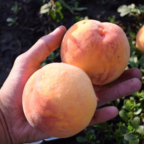 Саженцы персика обычного - купить с доставкой по Украине, цена в магазине —Яскрава Клумба