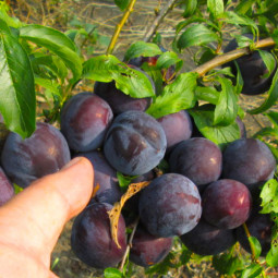 Слива диплоїдна Блек Стар