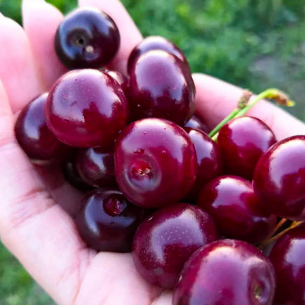 Вишня Дебрецені Ботермо