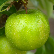 Топ-10 найсмачніших яблук зимових сортів