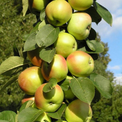 Яблуня колоновидна Малюха