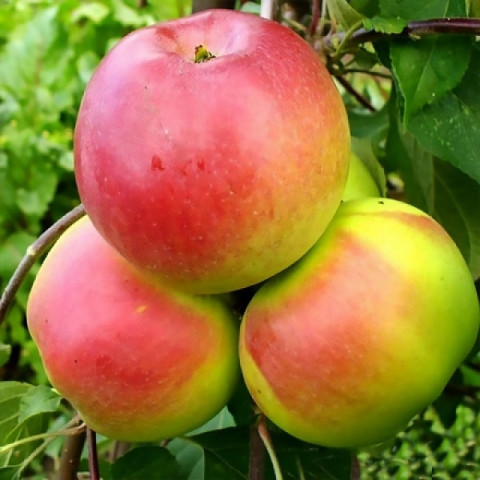 Яблуня карликова Килимове