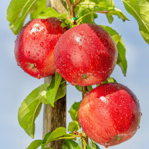 Яблуня колоновидна Червонец