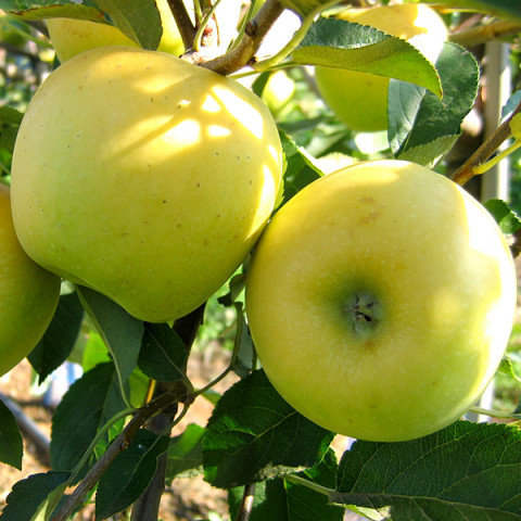 Яблуня Опал
