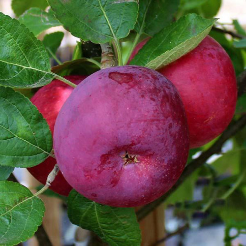 Яблоня Виста Белла: сорт яблок с нежным ароматом и сочной мякотью