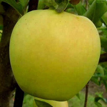 Яблуня Золоте Чудове
