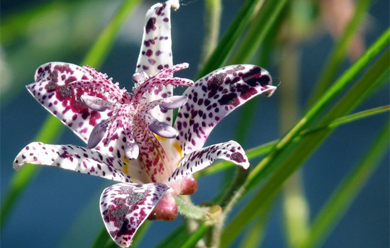 Трициртис – экзотичный и зимостойкий: как выращивать уникальную «садовую орхидею»