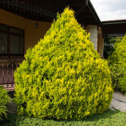 Кипарисовик Plumosa Aurea (Плюмоза Ауреа)