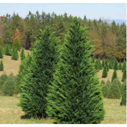 Кипарисовик Лейланда контейнер 0.5 л