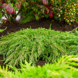 Ялівець Green Carpet