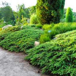 Ялівець Green Carpet