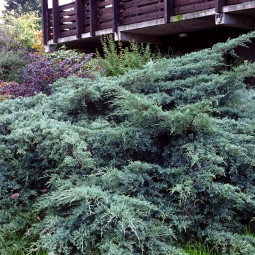 Ялівець Pfitzeriana Glauca