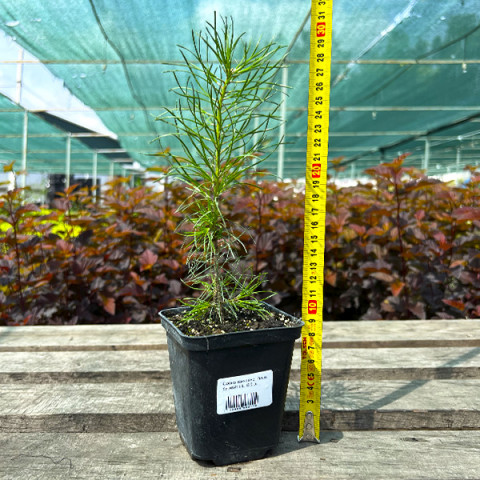 Сосна обыкновенная (Pinus sylvestris L.) (контейнер 0.5 л)
