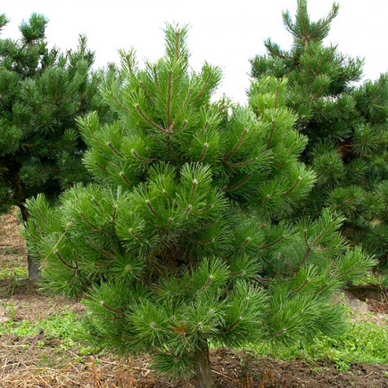 Сосна обыкновенная (Pinus sylvestris L.) (контейнер 2 л)