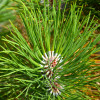 Сосна звичайна (Pinus sylvestris L.) (контейнер 2 л)
