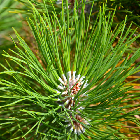 Сосна звичайна (Pinus sylvestris L.) (контейнер 0.5 л)
