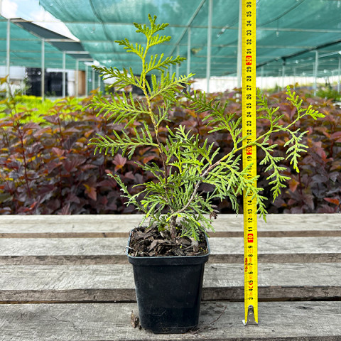 Туя Brabant (Брабант) контейнер 0.5 л