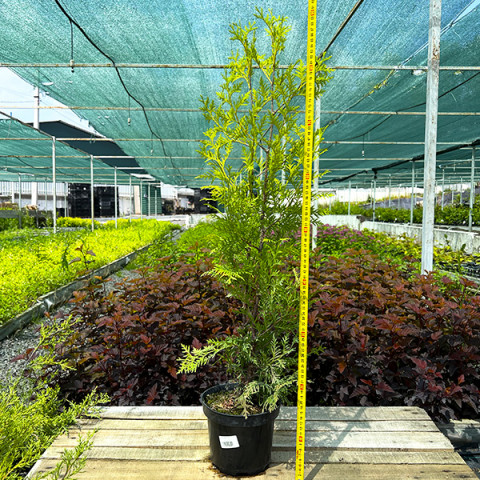 Туя Salland (Соленд) контейнер 2.0 л