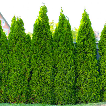 Туя западная Pyramidalis Compacta