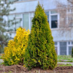 Туя східна Pyramidalis Karcsu