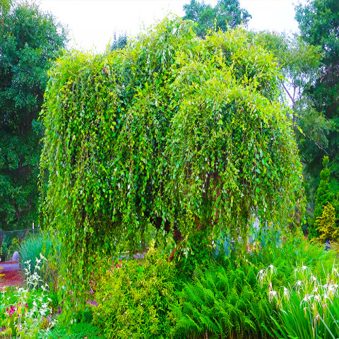 Береза черная Summer Cascade