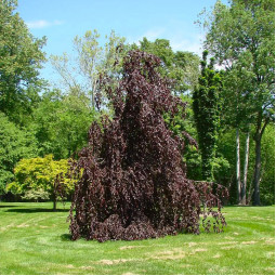 Бук лісовий Purple Fountain