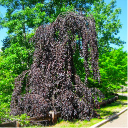 Бук лісовий Purpurea Pendula