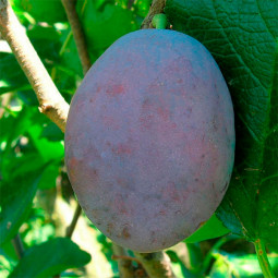 Слива Чачакская ранняя