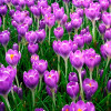 Крокус Ботанический Barr's Purple