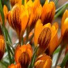 Крокус Ботанический Orange Monarch
