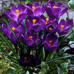 Крокус Великоквітковий Flower Record
