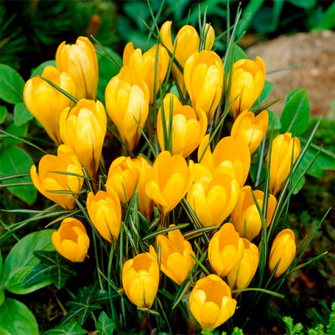 Крокус Крупноцветковый Yellow