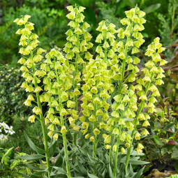 Фрітіларія Ivory Bells