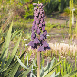 Фрітіларія Persica Magic Bells