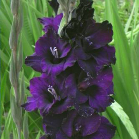 Гладиолус Крупноцветковый Black Velvet (premium)